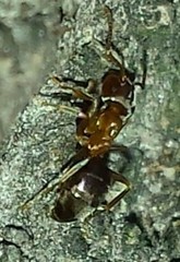 Lasius brunneus