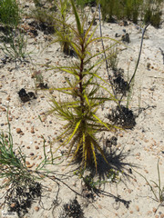 Roridula dentata