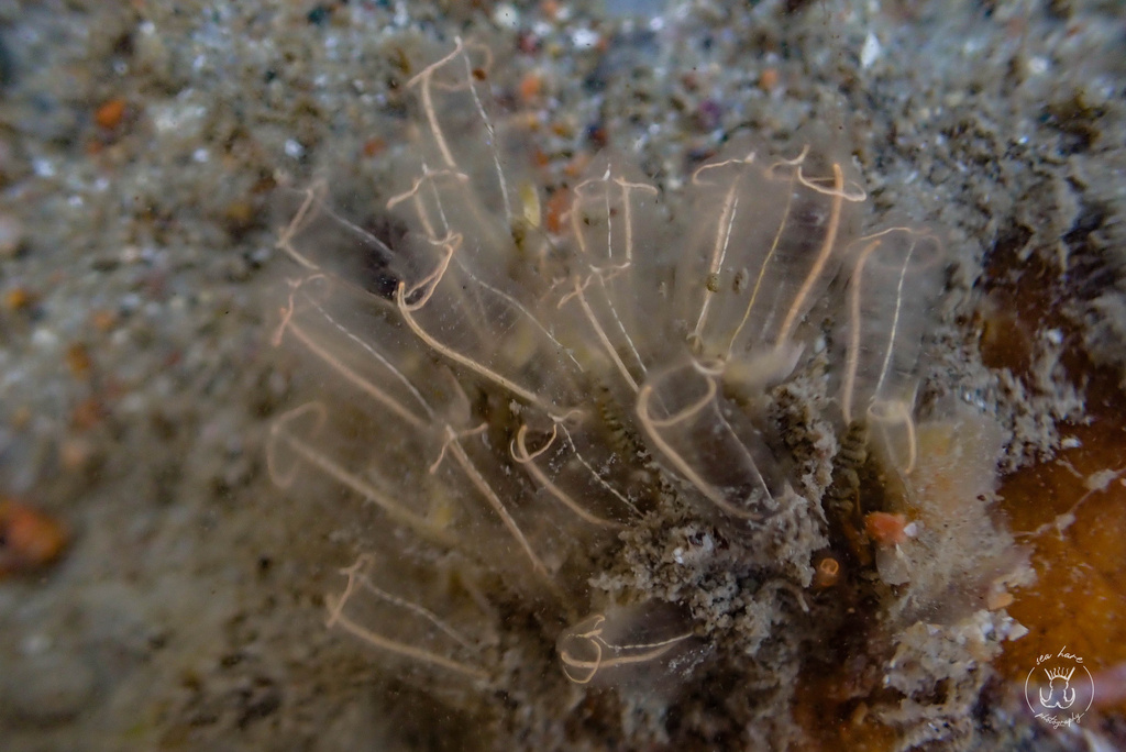 Lightbulb Sea Squirt From North Atlantic Ocean, Jersey, Gb On 03 June 