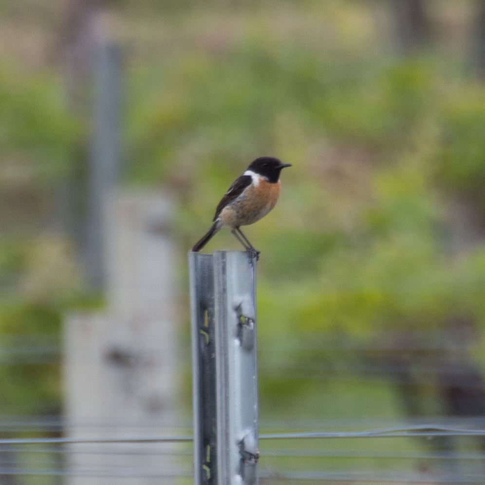 European Stonechat