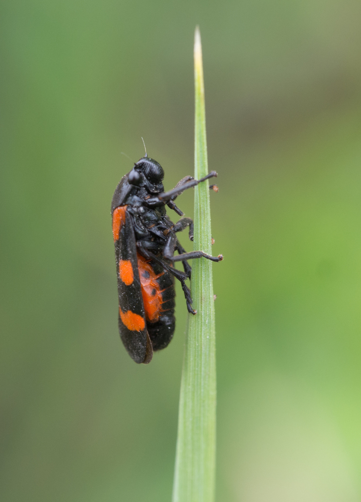 Cercopis sanguinolenta
