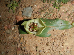 Colchicum coloratum burchellii