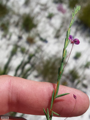 Indigofera filicaulis
