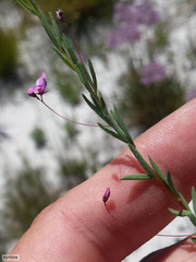 Indigofera filicaulis