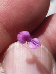 Indigofera filicaulis