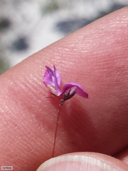 Indigofera filicaulis