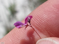 Indigofera filicaulis