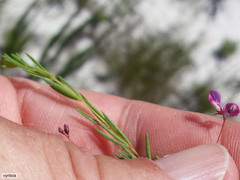 Indigofera filicaulis