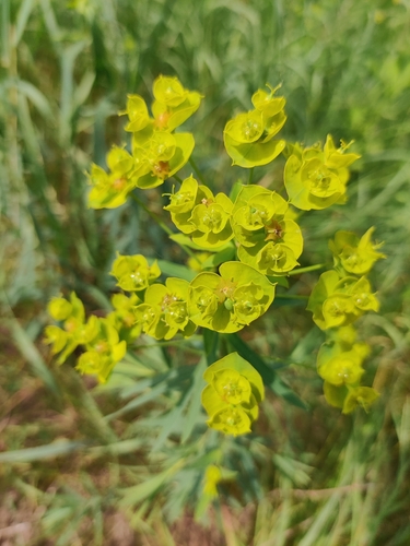 Rykštinė karpažolė