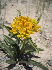 Yermo xanthocephalus