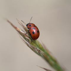 Gonioctena fornicata
