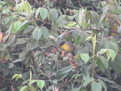 Atlapetes pallidinucha