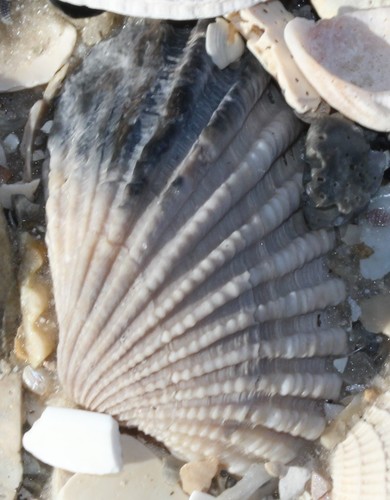 Carditamera floridana