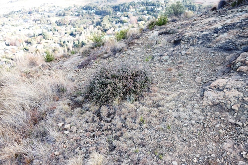 Ruschia putterillii, photograph 6
