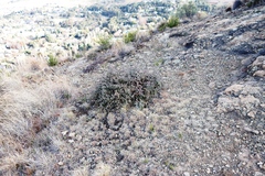 Ruschia putterillii, photograph (c) Tony Rebelo, some rights reserved (CC BY-SA)