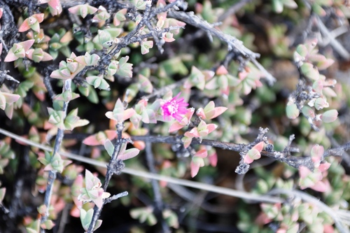 Image of Ruschia putterillii by (c) Tony Rebelo, some rights reserved (CC BY-SA)