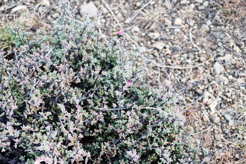 Ruschia putterillii, photograph 5