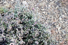 Ruschia putterillii, photograph (c) Tony Rebelo, some rights reserved (CC BY-SA)