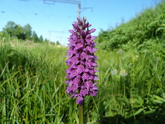 Dactylorhiza sibirica