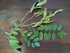 Fabaceae