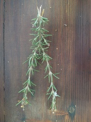 Salvia rosmarinus
