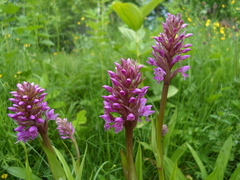 Dactylorhiza sibirica