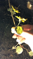 Helianthus californicus