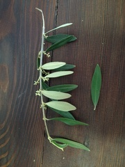 Olea europaea cuspidata