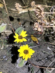 Helianthus californicus