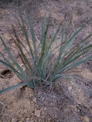 Hesperoyucca