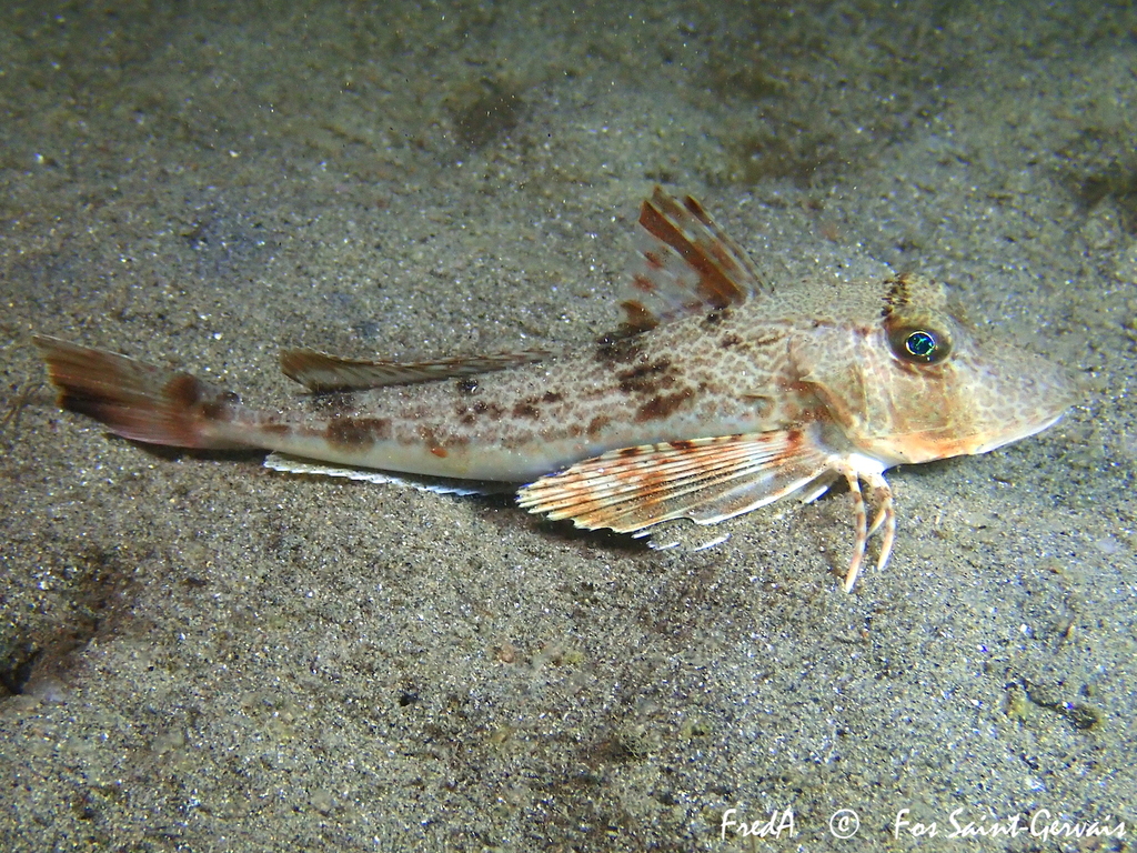 Tub Gurnard from BouchesduRhône, ProvenceAlpesCôte d'Azur, FR on
