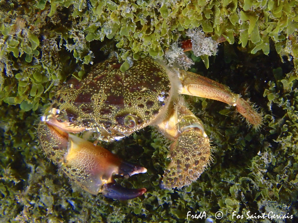 Warty Crab, photo 1 of 10