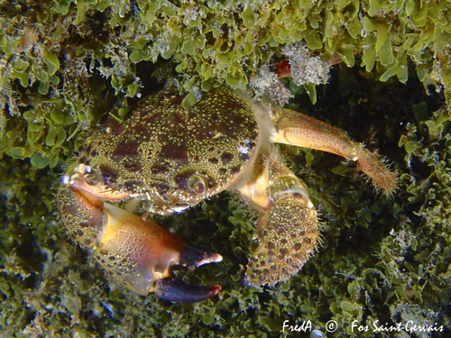 Warty Crab