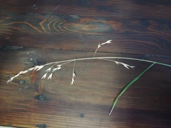 Poaceae