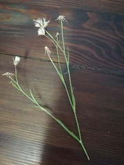 Poaceae