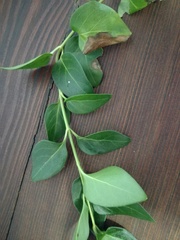 Vinca major