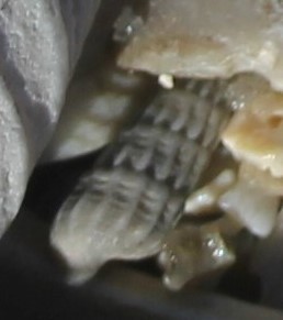 Neoterebra dislocata