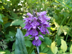 Dactylorhiza sibirica