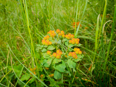 Euphorbia epithymoides