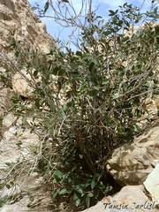 Acridocarpus orientalis