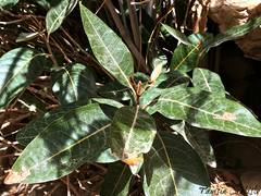 Acridocarpus orientalis