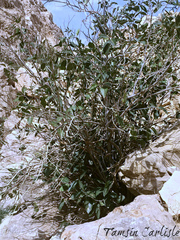 Acridocarpus orientalis