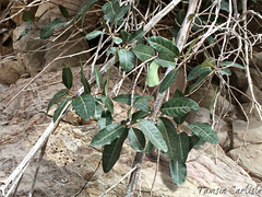 Acridocarpus orientalis