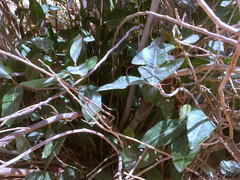 Acridocarpus orientalis