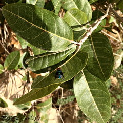 Acridocarpus orientalis
