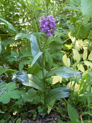 Dactylorhiza sibirica