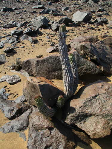 Image of Hoodia currorii by no rights reserved
