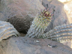 Ceropegia currorii subsp. currorii image