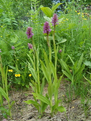 Dactylorhiza sibirica