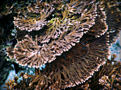 Acropora downingi